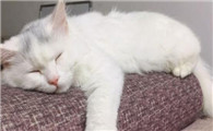 小猫呼吸急促肚子起伏