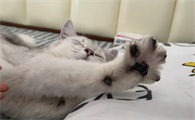 养猫男人的恋爱心理