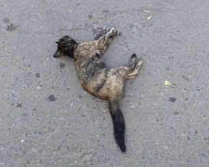 遇到被撞死的猫的寓意