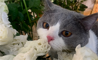 洋桔梗对猫来说有毒吗