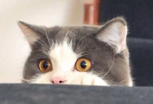猫脾气有点大,还爱挠家具?英国研究显示宠物猫性格多随主人 猫脾气有点大,还爱挠家具?英国研究显示宠物猫性格多随主人