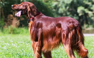 英国塞特犬:为什么它是最美丽优雅的长毛指示运动犬之一?