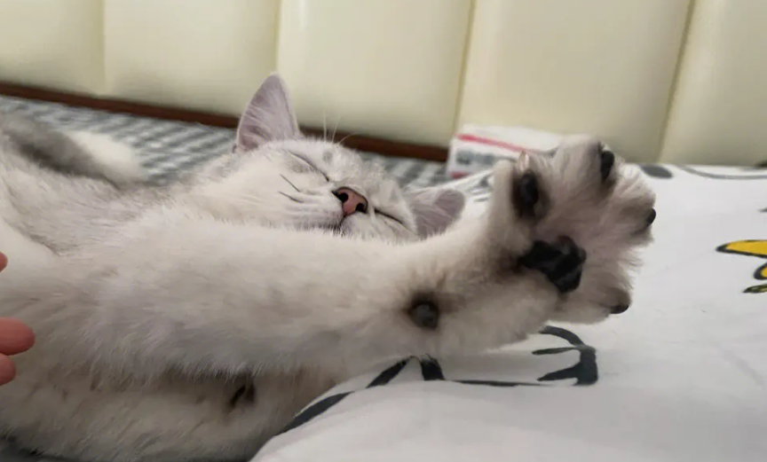 养猫男人的恋爱心理 养猫男人的恋爱心理