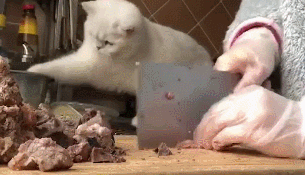 主人在切肉，看！那边有只猫在偷吃，猫：铲屎的做的东西还挺好吃