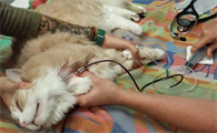 血猫的血都用来干什么了