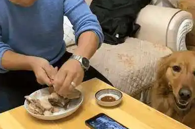 铲屎官当着金毛面吃独食，狗狗一怒之下掀翻主人的吃饭桌……