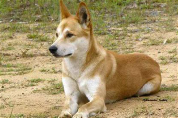 小体型中华田园犬