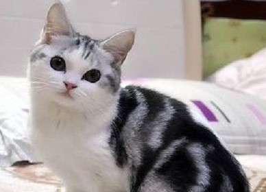 美短猫咪价格多少