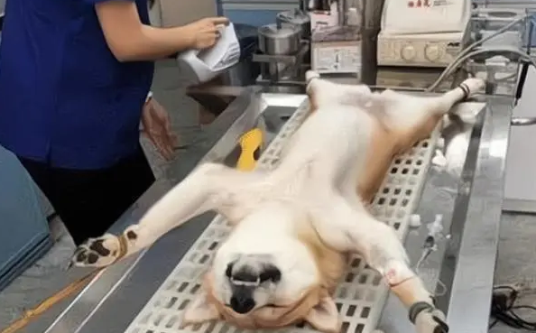 要不要给狗狗做绝育？兽医是这么说的