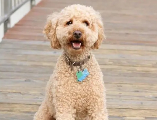 拉布拉多贵宾犬 拉布拉多贵宾犬