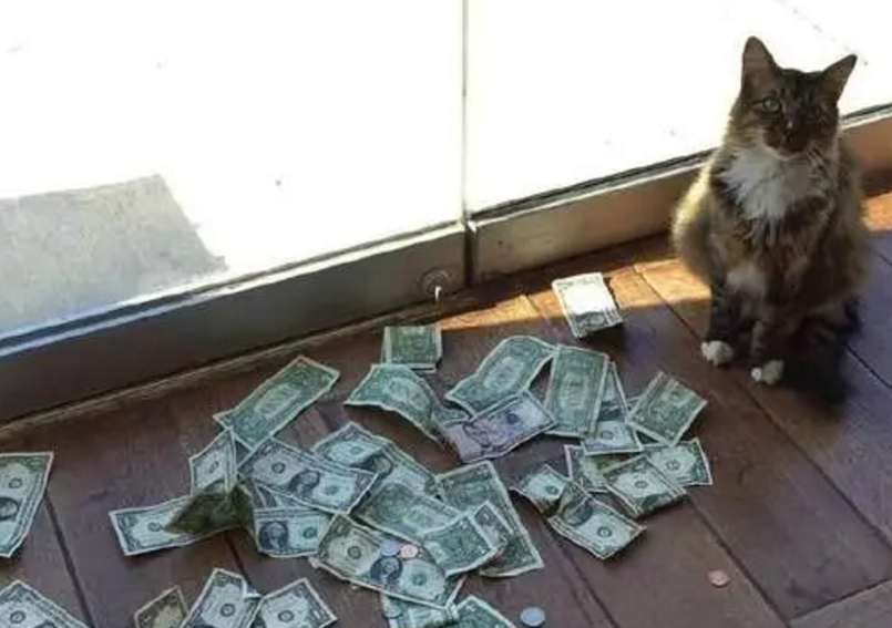 猫竟然抢钱?知道真相的人都沉默了,原来它在做一件意义非凡的事