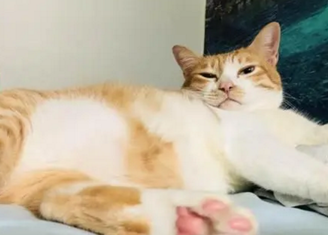 小猫呼吸声一直轰隆轰隆的 小猫呼吸声一直轰隆轰隆的