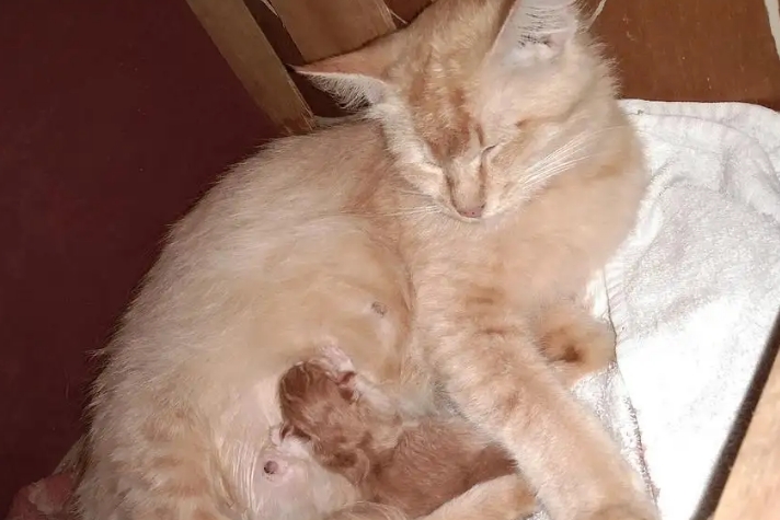 小猫几个月可以生孩子 小猫几个月可以生孩子