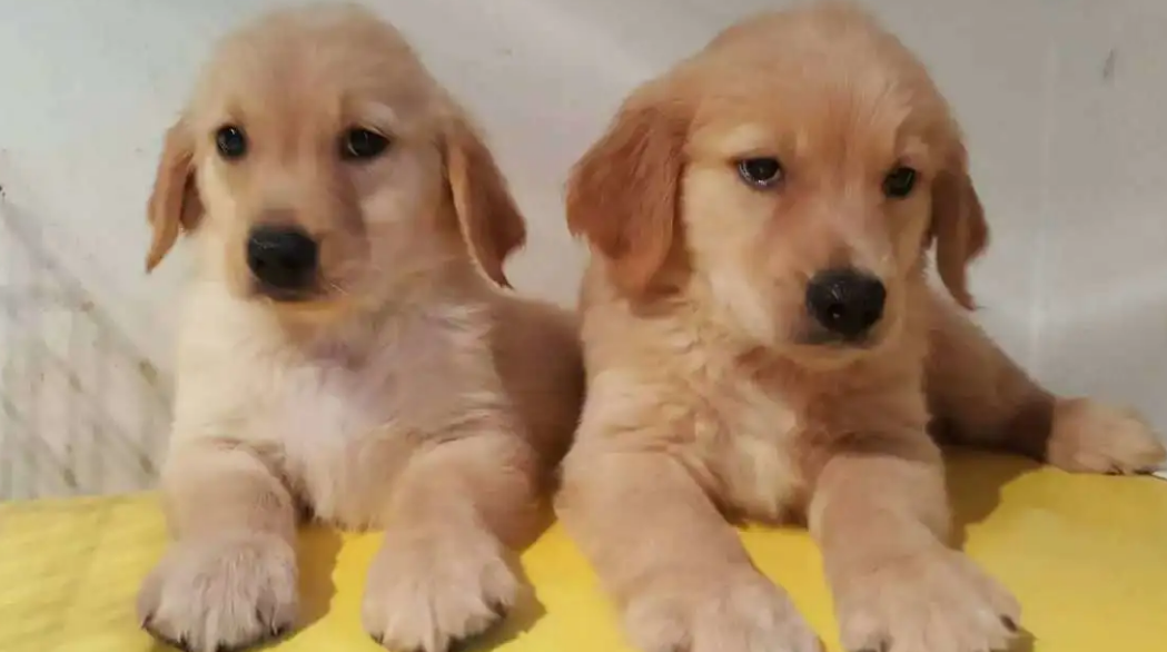 幼犬得了冠状自己在家能治吗