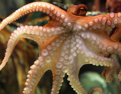 章鱼鱿鱼乌贼并非同一种鱼 有5大区别