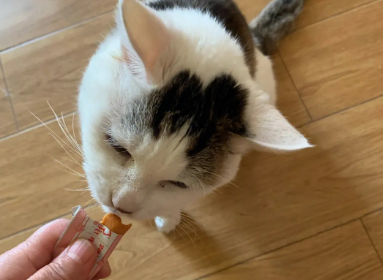 卡斯普猫条好不好