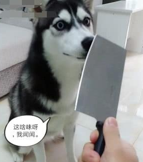 哈士奇把牙膏当营养膏,啃坏了十瓶牙膏之后,主人:晚上炖狗肉汤 哈士奇把牙膏当营养膏,啃坏了十瓶牙膏之后,主人:晚上炖狗肉汤