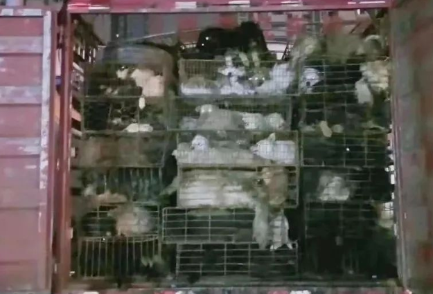 救了只狗肉车上哭泣的小金毛…网友惊呼:果然被爱后会疯狂长出血肉! 救了只狗肉车上哭泣的小金毛…网友惊呼:果然被爱后会疯狂长出血肉!