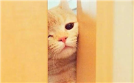 一关卧室门,猫咪就在外面一直叫