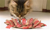 小猫喜欢吃什么