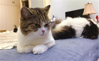 养猫能养花草吗