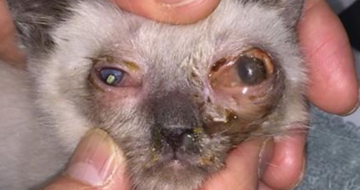 一招辨别猫鼻支