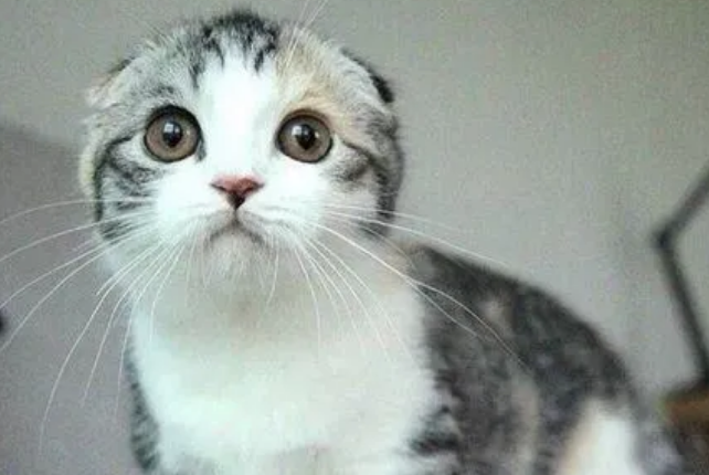 苏格兰折耳猫鉴别挑选 苏格兰折耳猫鉴别挑选