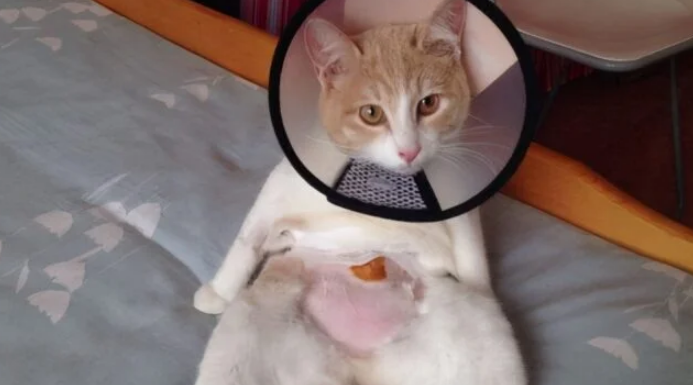 已绝育一年的猫最近总叫