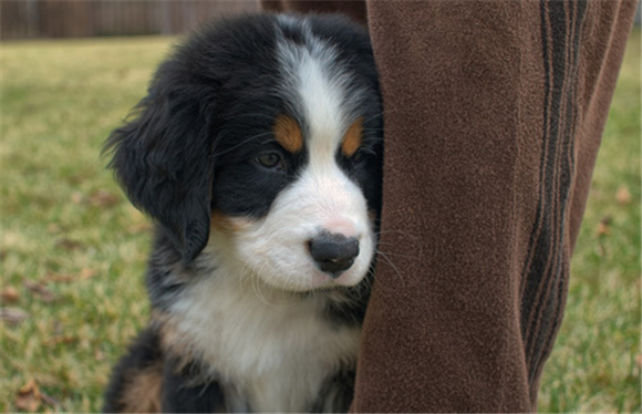 伯恩山犬介绍，性格与来历详细介绍