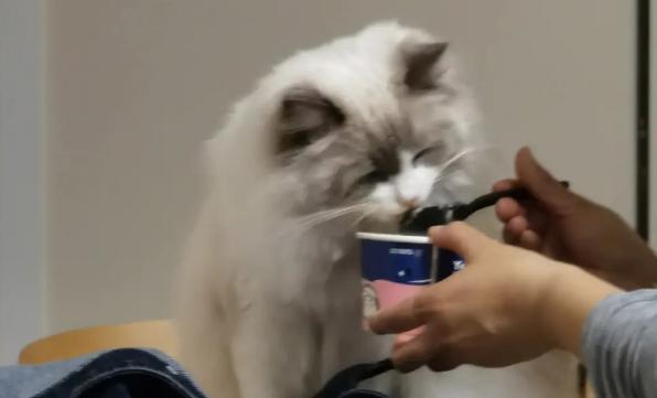 上门喂猫服务兴起，让陌生人去自己家里喂猫靠谱吗？