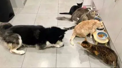 哈士奇家里来了一群猫,结果狗子就学着这样融入猫圈,笑了! 哈士奇家里来了一群猫,结果狗子就学着这样融入猫圈,笑了!