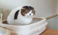 小猫乱尿怎么解决方法