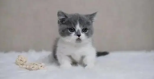小猫多久和母猫分开