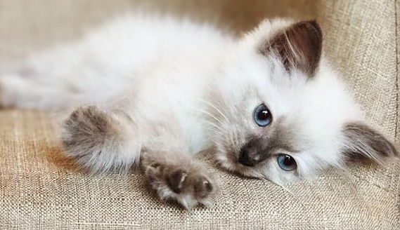 小猫脱肛能活多少天 小猫脱肛能活多少天