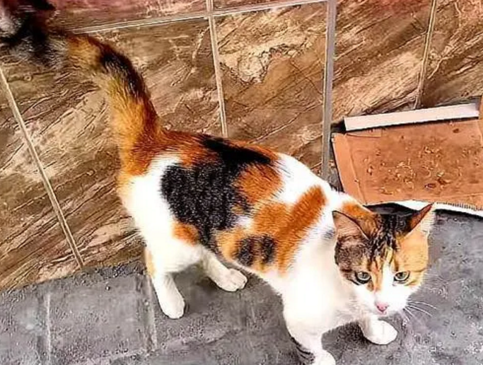 怎样能把猫彻底赶走