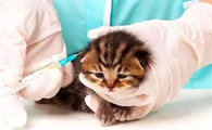 小猫多大打疫苗