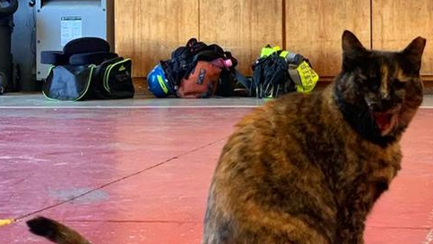 流浪猫成消防局保安后被投诉,猫咪主动辞职后,幸运被消防员收养 流浪猫成消防局保安后被投诉,猫咪主动辞职后,幸运被消防员收养