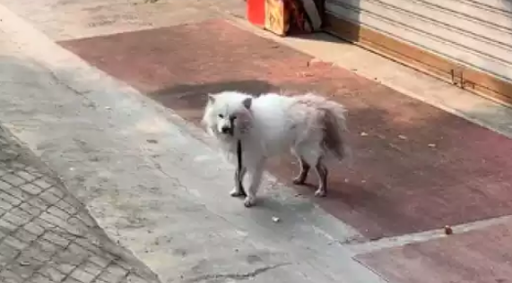 萨摩耶被长期虐待，遭砍伤后流浪了4天，脖子上还戴着电击项圈！