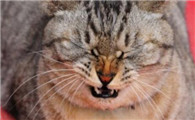 小猫刚睡醒连续打喷嚏