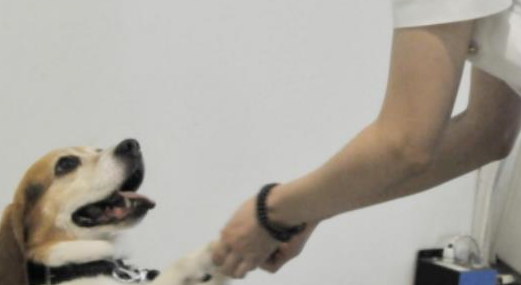 检查犬被玉米吸引，拦住奶奶不让走，狗子：留下买路玉米