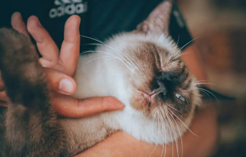 小猫呼吸咕噜咕噜的声音 小猫呼吸咕噜咕噜的声音