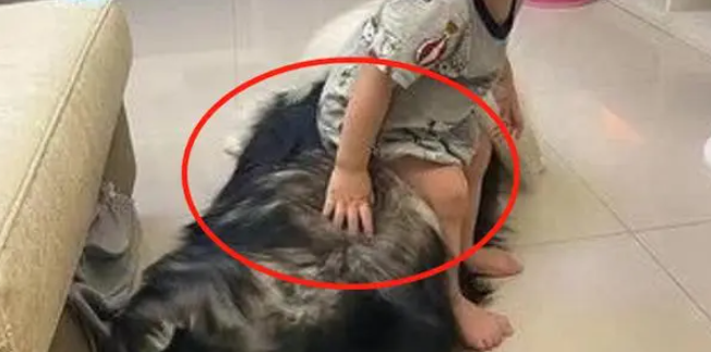 女主让阿拉带娃,狗子却把宝宝当坐垫,细节让妈妈放下了心 女主让阿拉带娃,狗子却把宝宝当坐垫,细节让妈妈放下了心