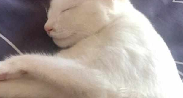 主人发现小奶猫不见了,走进卧室一看懵了 主人发现小奶猫不见了,走进卧室一看懵了