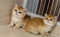 幼猫的猫癣一般多久能好