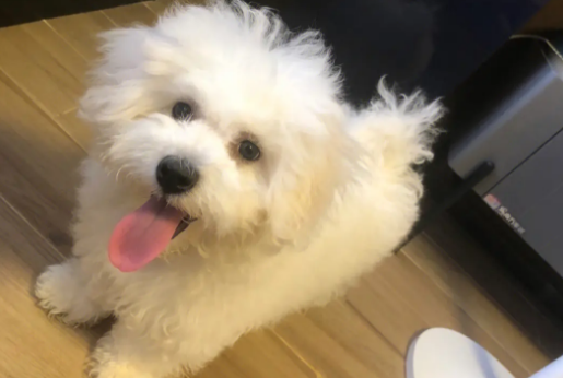 幼犬换毛从哪个部位开始 幼犬换毛从哪个部位开始