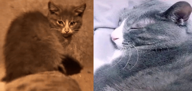 这只吃石头的小猫,见过它的人都哭得一塌糊涂