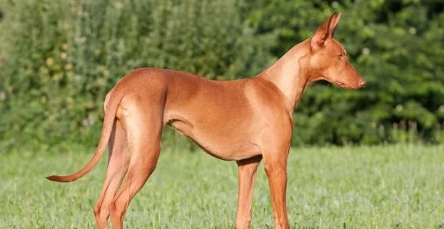 法老王猎犬喜叫程度 相对比较安静 法老王猎犬喜叫程度 相对比较安静