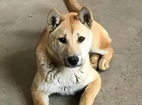 什么狗看家护院最好