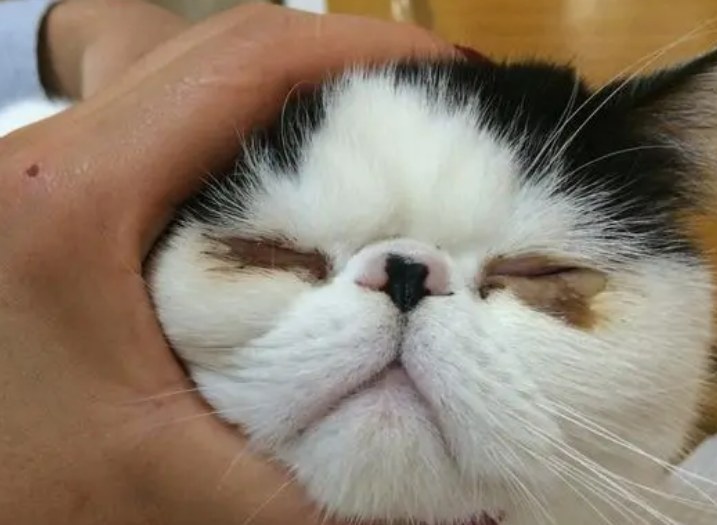 小猫仔老有眼屎睁不开眼 小猫仔老有眼屎睁不开眼