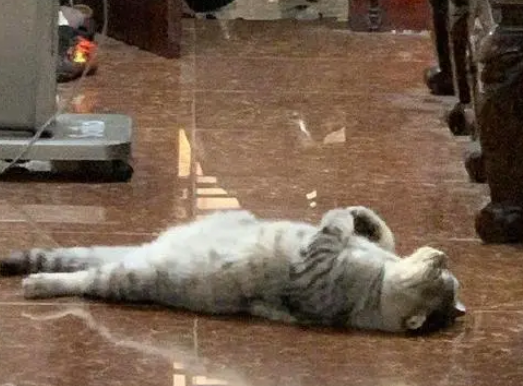 主人回家就看到猫咪在门口,接着往地上一躺睡着了:让本喵好等 主人回家就看到猫咪在门口,接着往地上一躺睡着了:让本喵好等